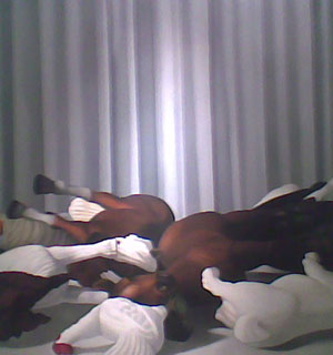 Animal Farm Animal Farm